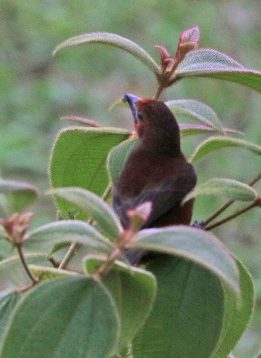 Red-crowned Ant-Tanager - ML564358801