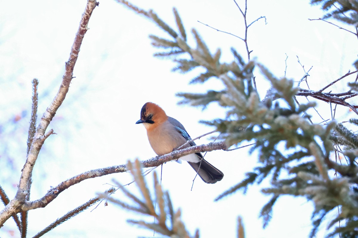 Eurasian Jay (Brandt's) - ML564359631