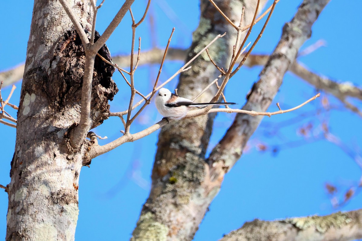 Long-tailed Tit (caudatus) - ML564359711