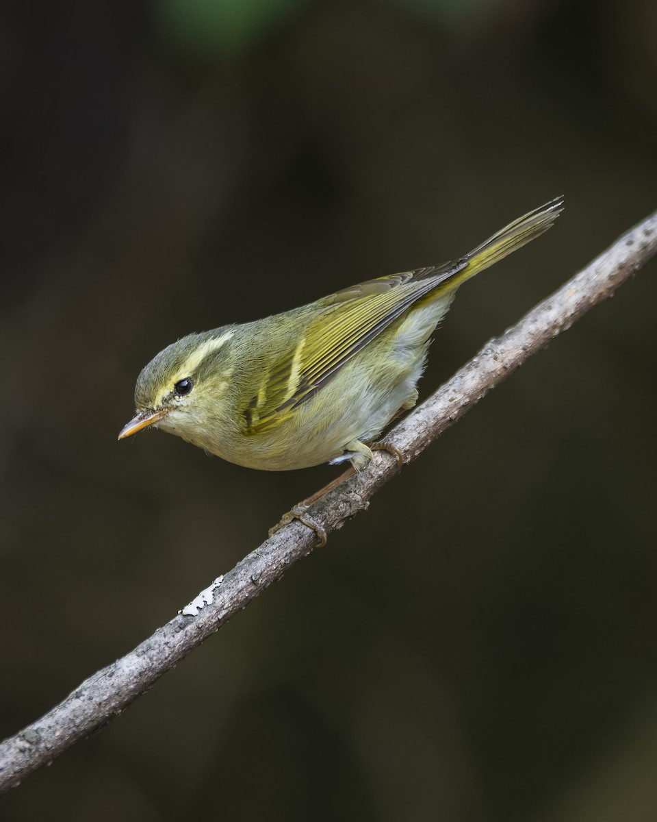 Blyth's Leaf Warbler - ML564360071