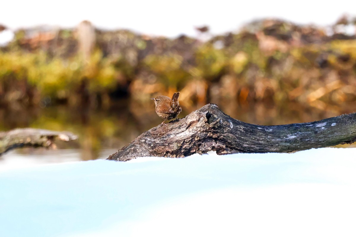 Eurasian Wren - ML564360101