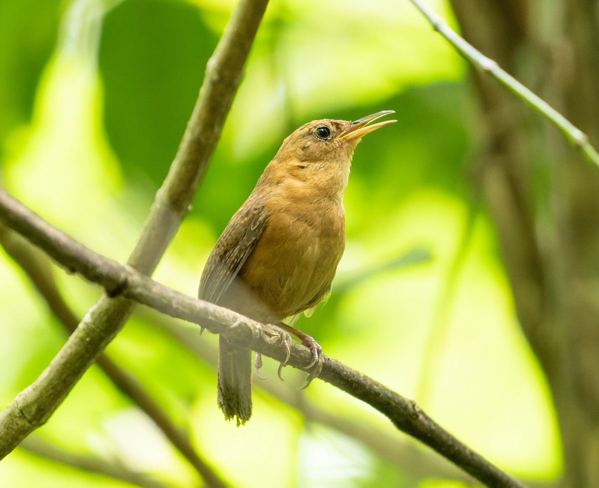 House Wren (Dominica) - ML564360441