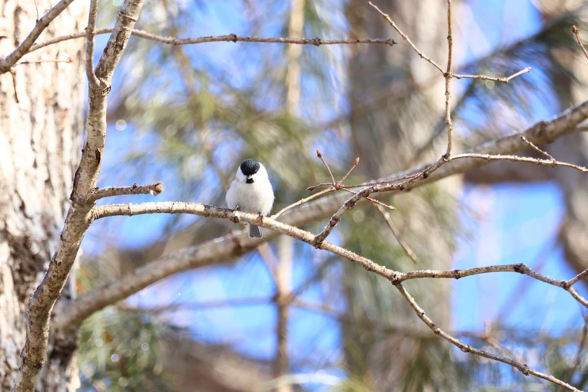 Marsh Tit - ML564360701