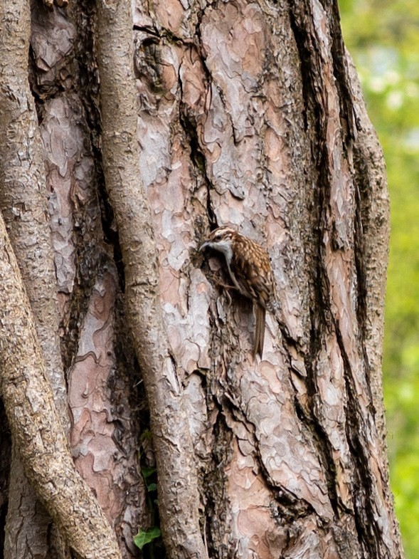 Eurasian Treecreeper - ML564360991