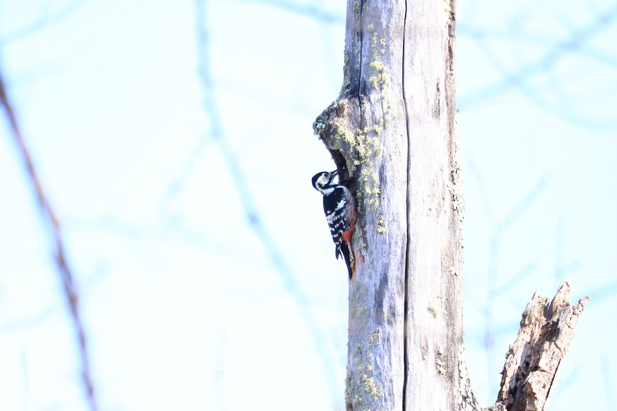 White-backed Woodpecker - ML564361121