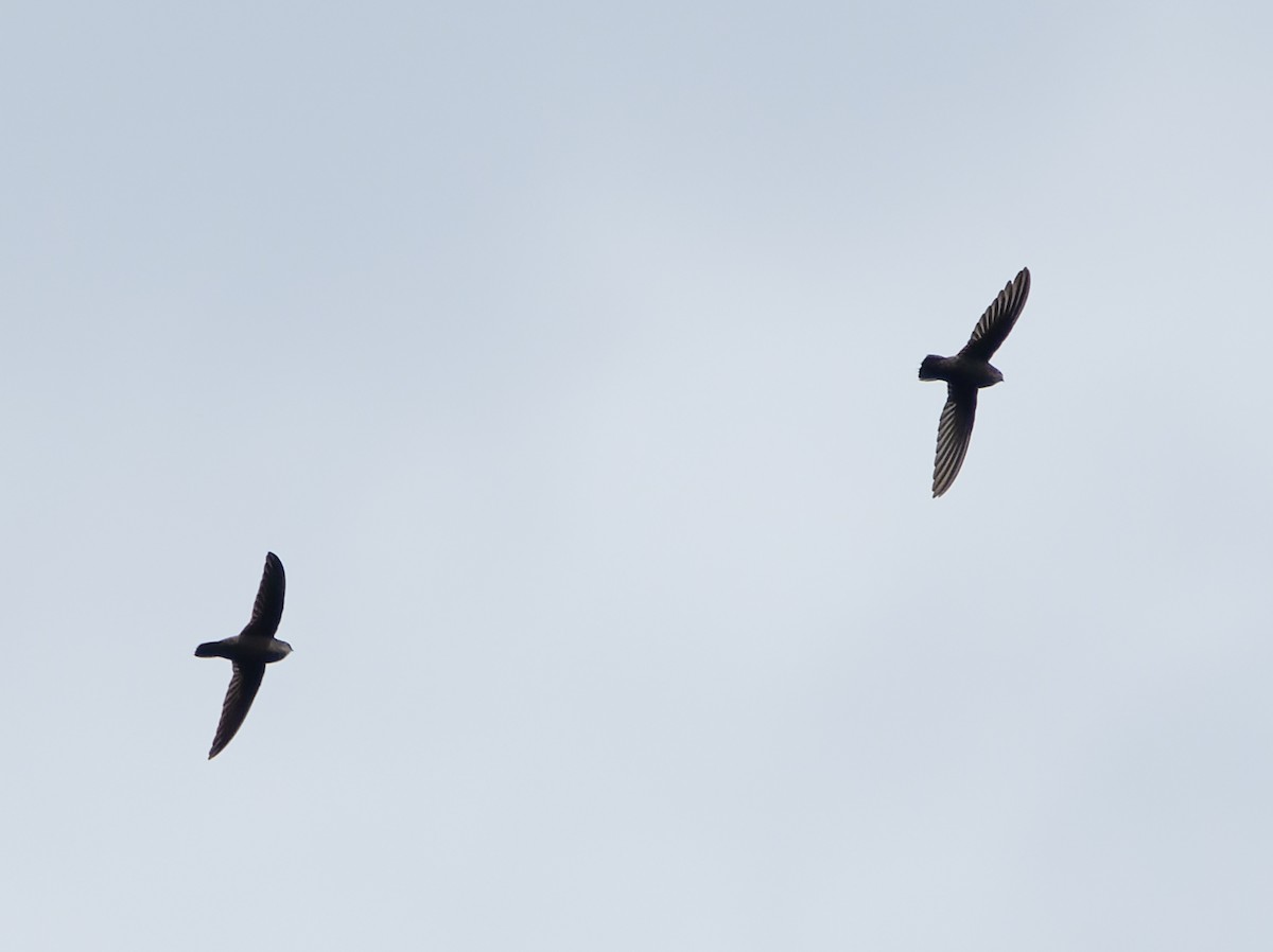 Lesser Antillean Swift - Simon Colenutt