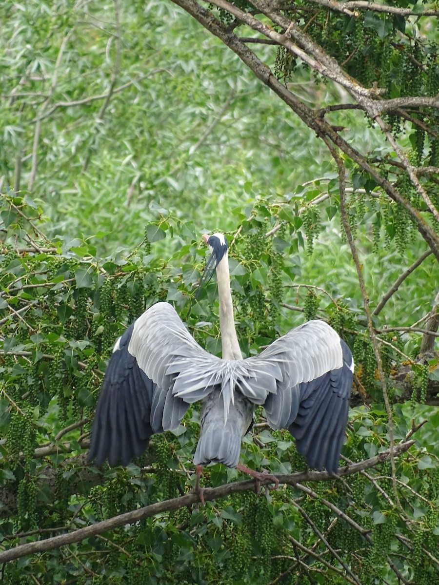 Gray Heron - Rubén Barrio Blanco