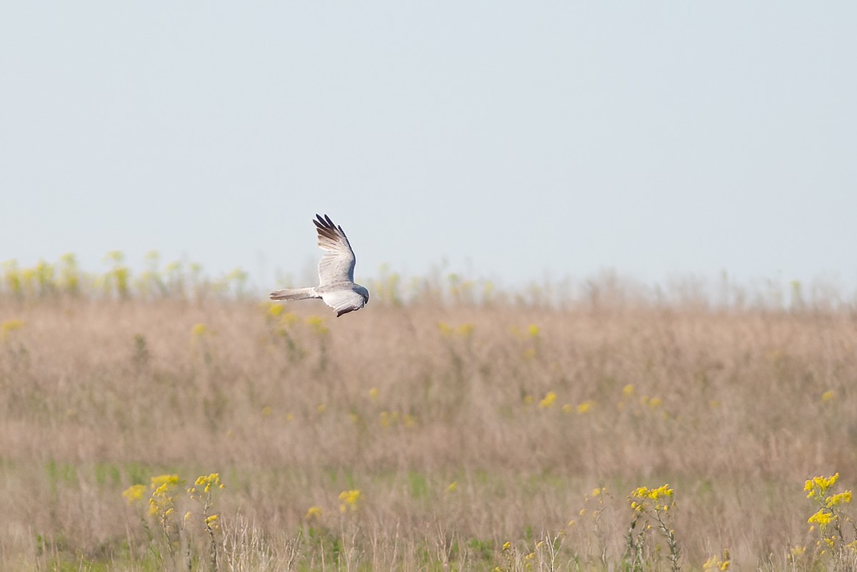 Pallid Harrier - ML564363171