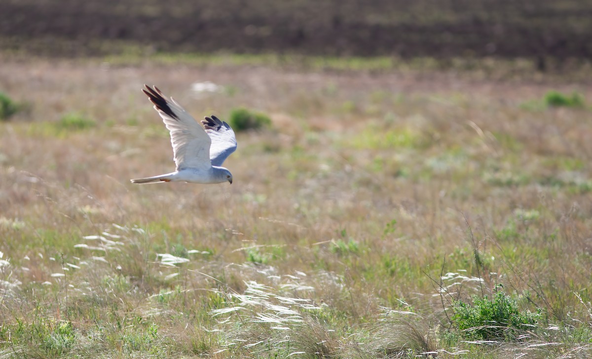 Pallid Harrier - ML564363361