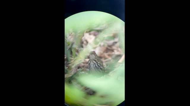 Streak-chested Antpitta - ML564363711