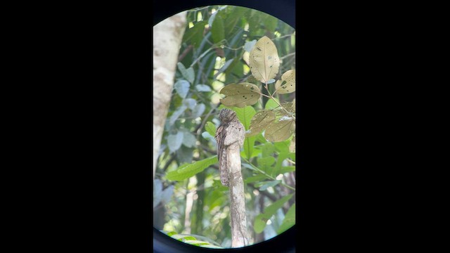 Common Potoo - ML564364661