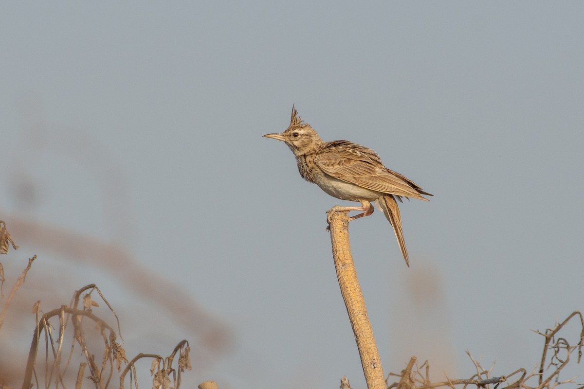 Crested Lark - ML564364671