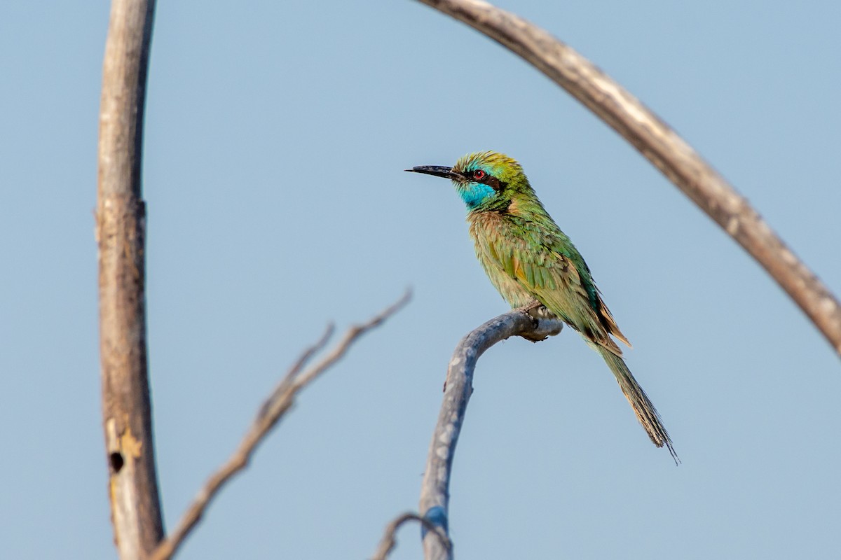 Arabian Green Bee-eater - ML564364681