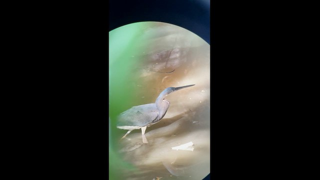 Agami Heron - ML564364891