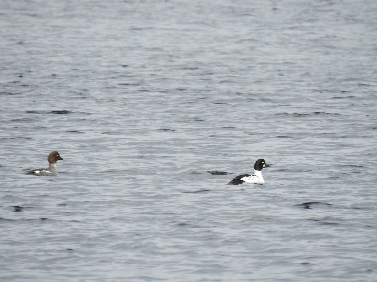 Common Goldeneye - Sue Lietz