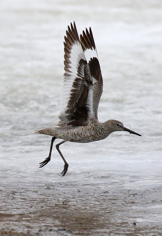 Willet (Western) - ML56436631