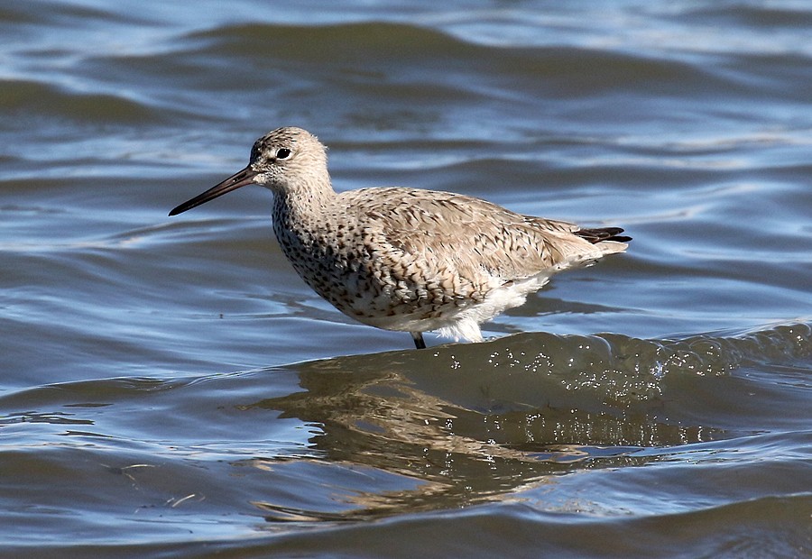 willetsnipe (inornata) - ML56436641