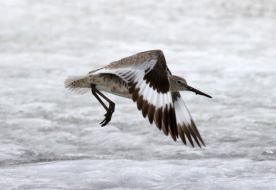 vodouš břehoušovitý (ssp. inornata) - ML56436651