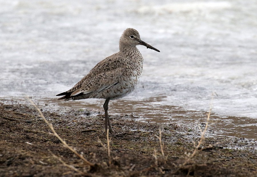 willetsnipe (inornata) - ML56436661