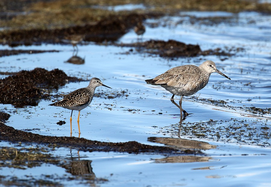 willetsnipe (inornata) - ML56436681