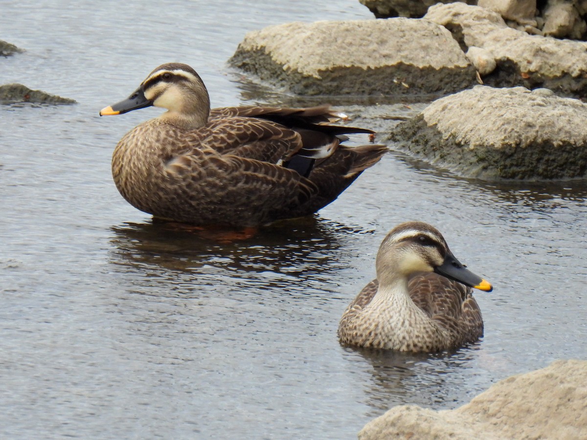 Canard de Chine - ML564368621