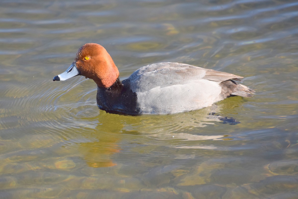 Redhead - ML56436871