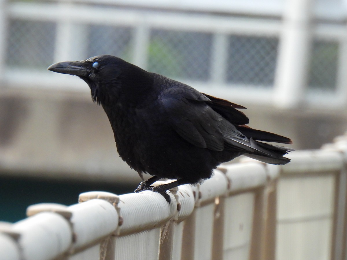 Corneille noire - ML564368891