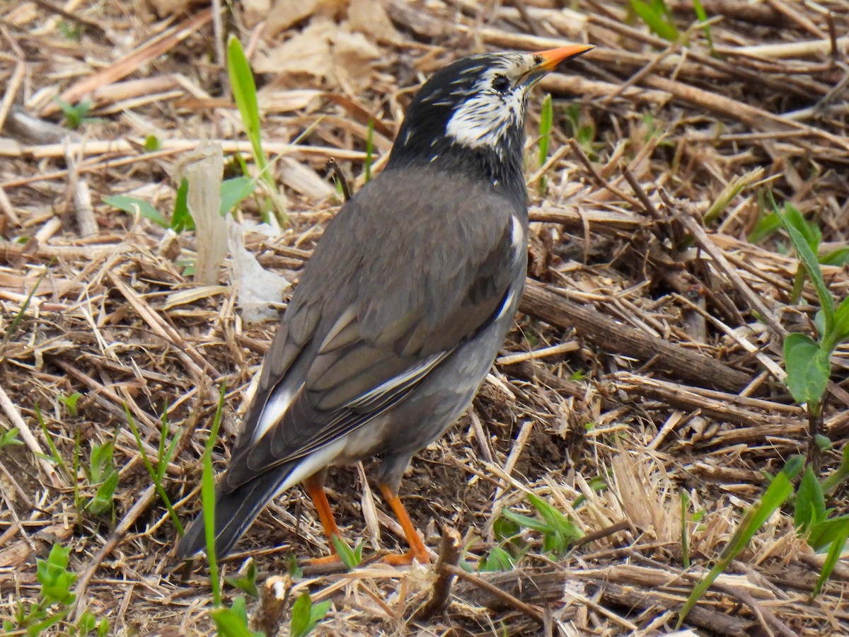 Étourneau gris - ML564368951