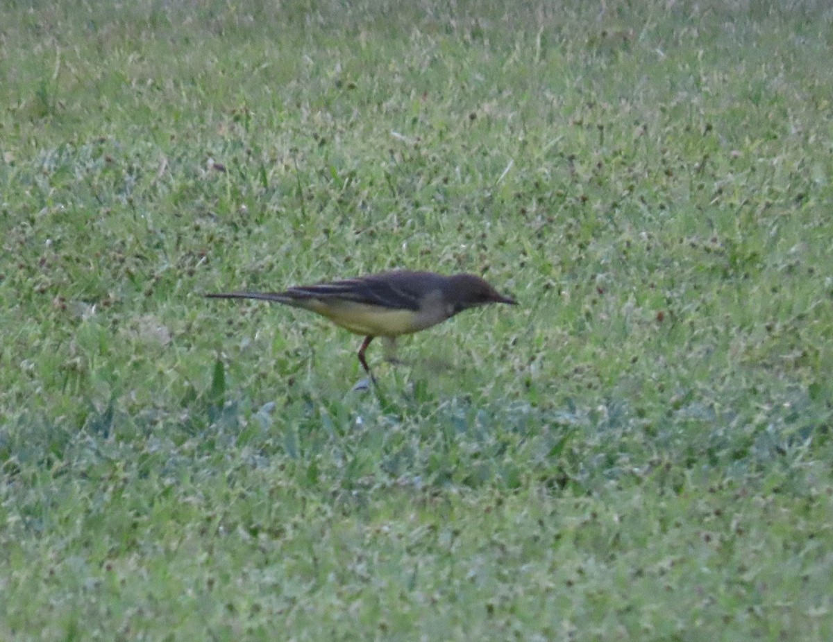 Western Yellow Wagtail - Ute Langner