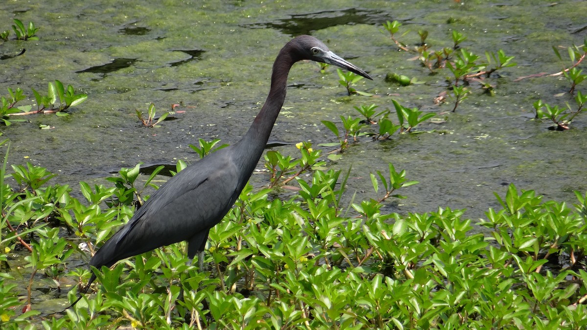 Little Blue Heron - ML56436971