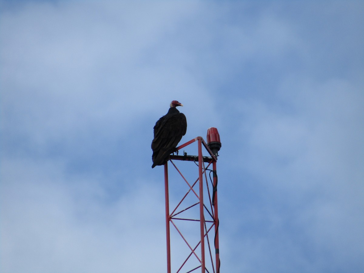 Turkey Vulture - ML564370531