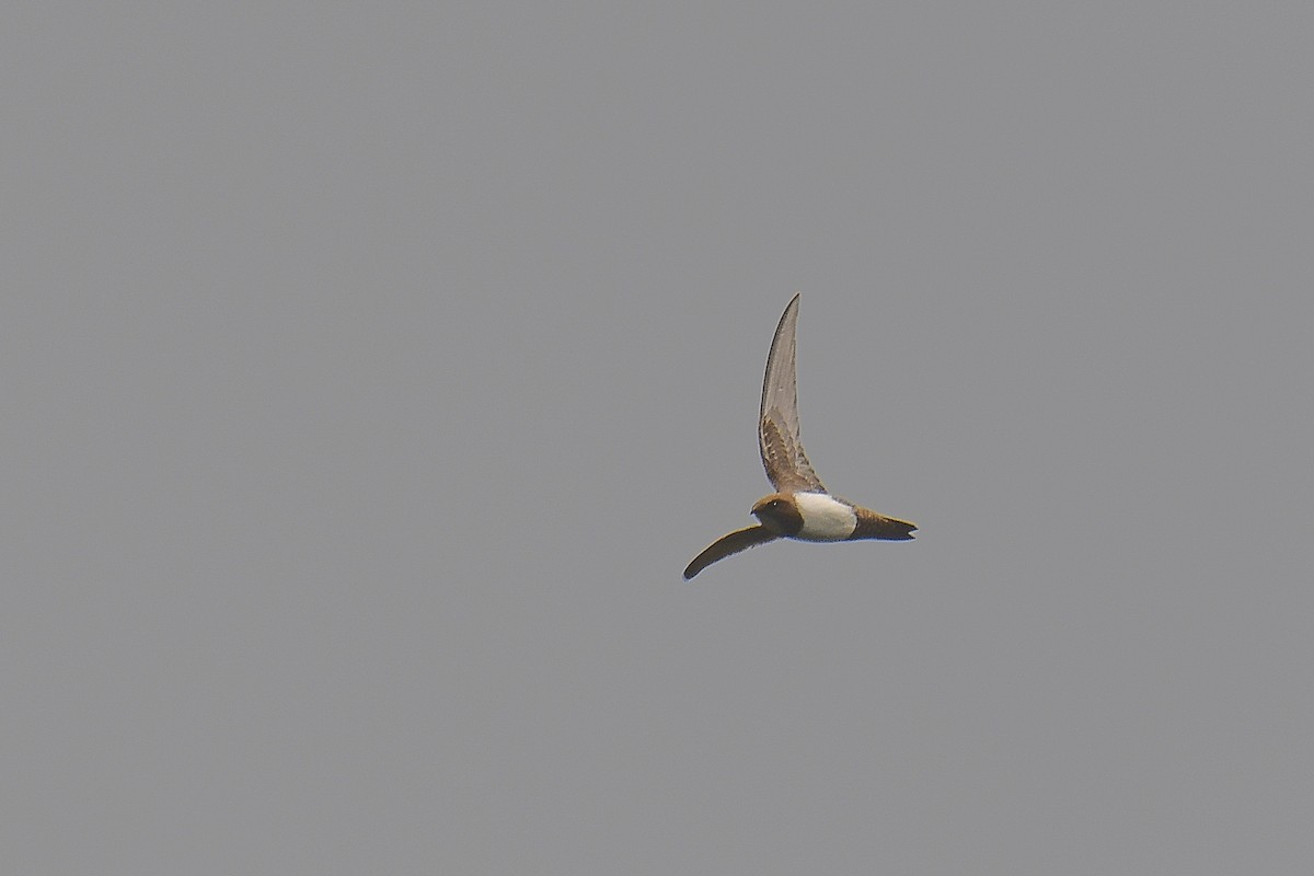 Alpine Swift - Yonatan Gordon