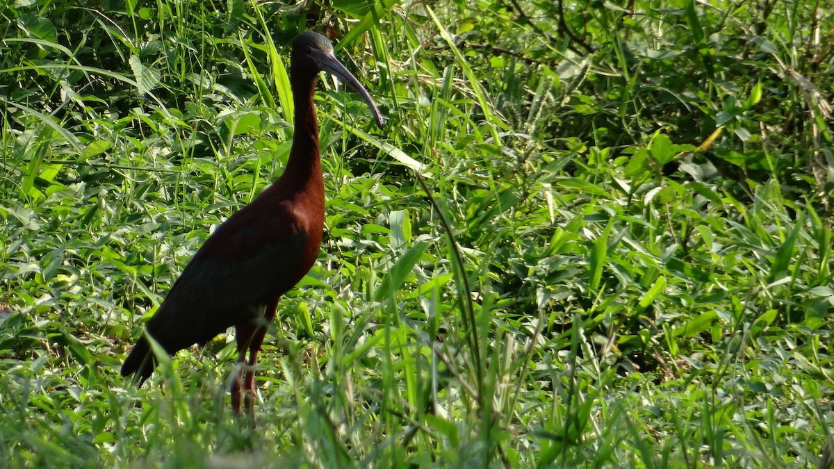 White-faced Ibis - ML56437231