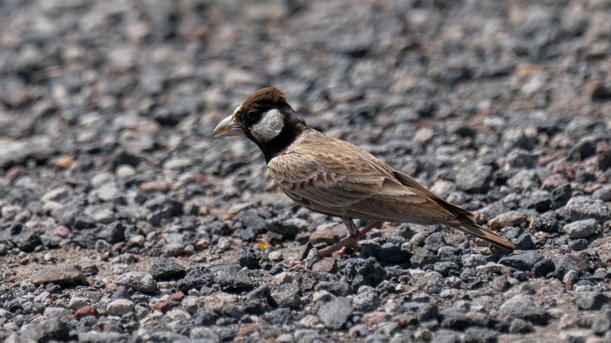 Black-crowned Sparrow-Lark - ML564372811
