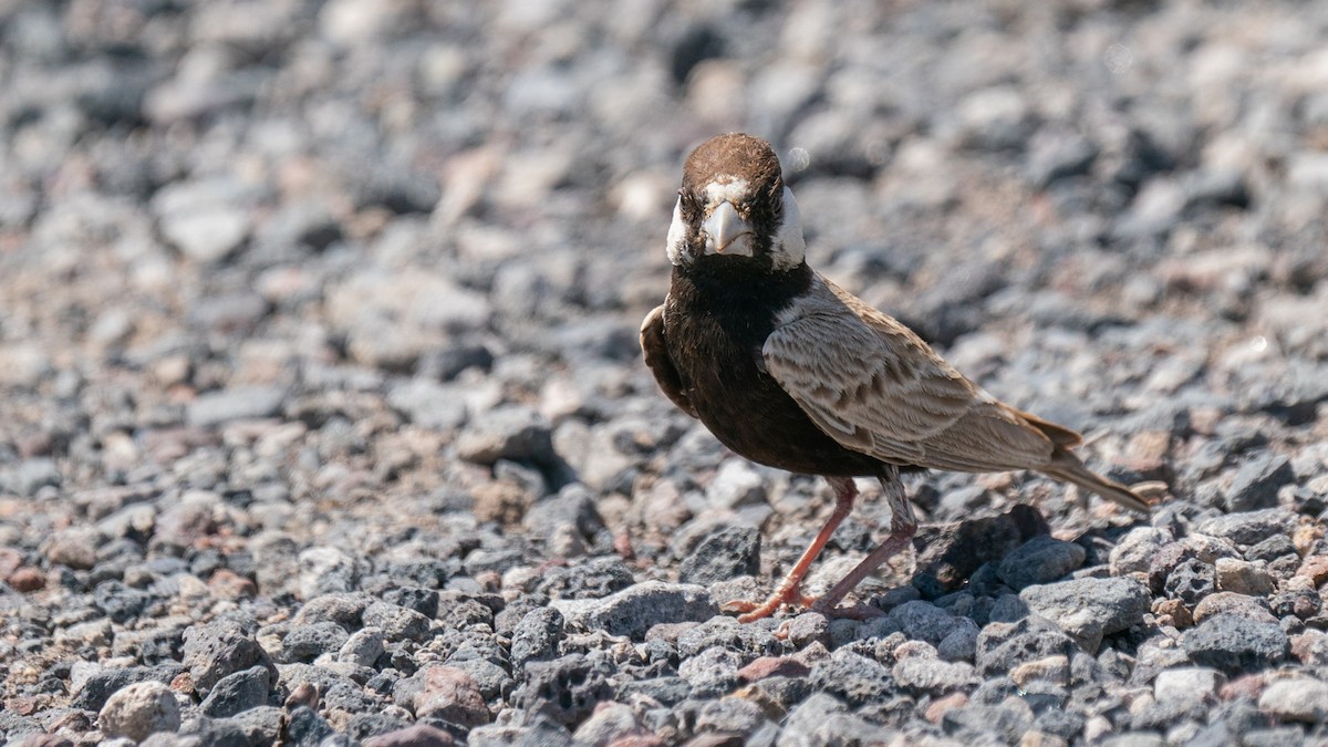 Black-crowned Sparrow-Lark - Javier Cotin