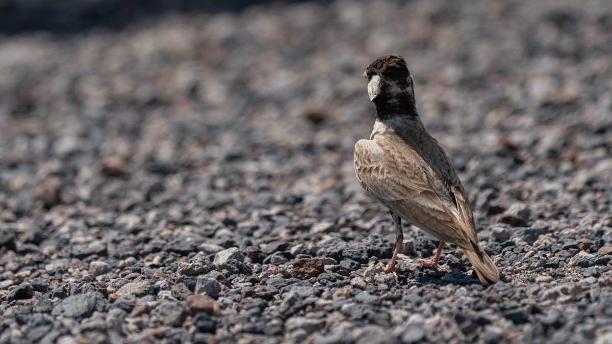 Black-crowned Sparrow-Lark - ML564372841
