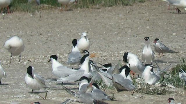 Elegant Tern - ML564373611