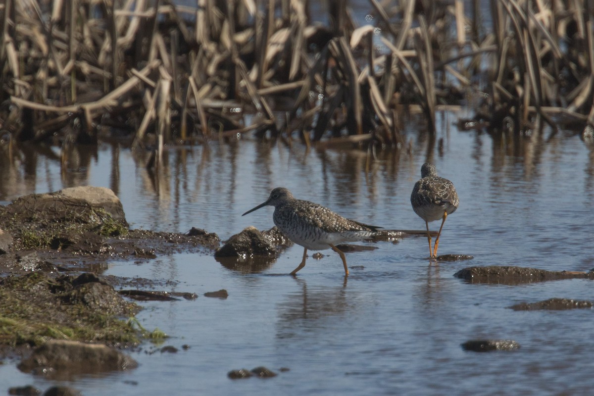 Greater Yellowlegs - Detcheverry Joël