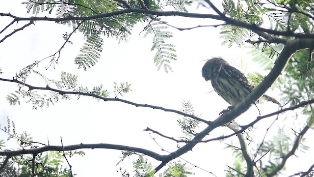 Peruvian Pygmy-Owl - ML564374171