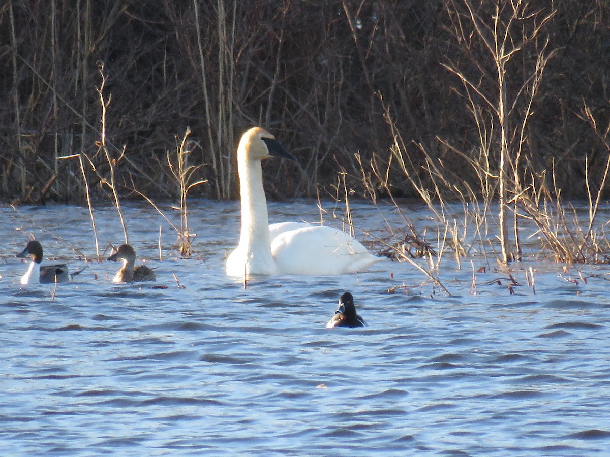 Trumpeter Swan - ML564375071