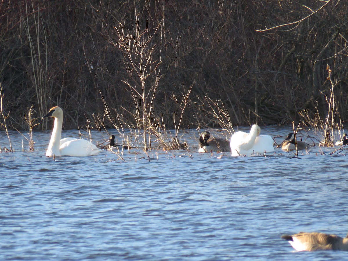 Trumpeter Swan - ML564375081