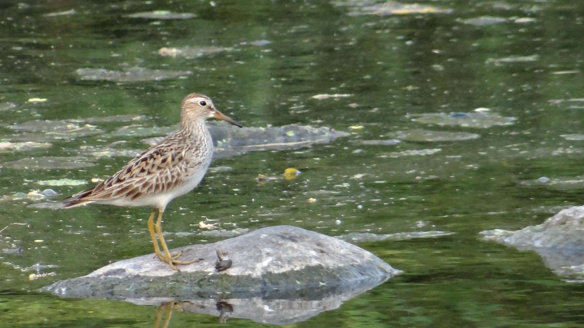 Pectoral Sandpiper - ML56437531