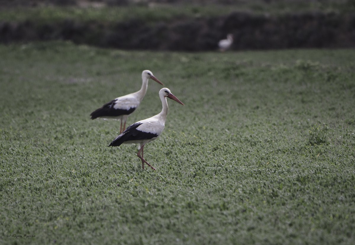 White Stork - Rajen Ayerra Vildarraz