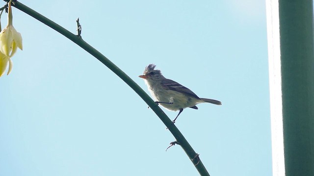 Southern Beardless-Tyrannulet - ML564376461