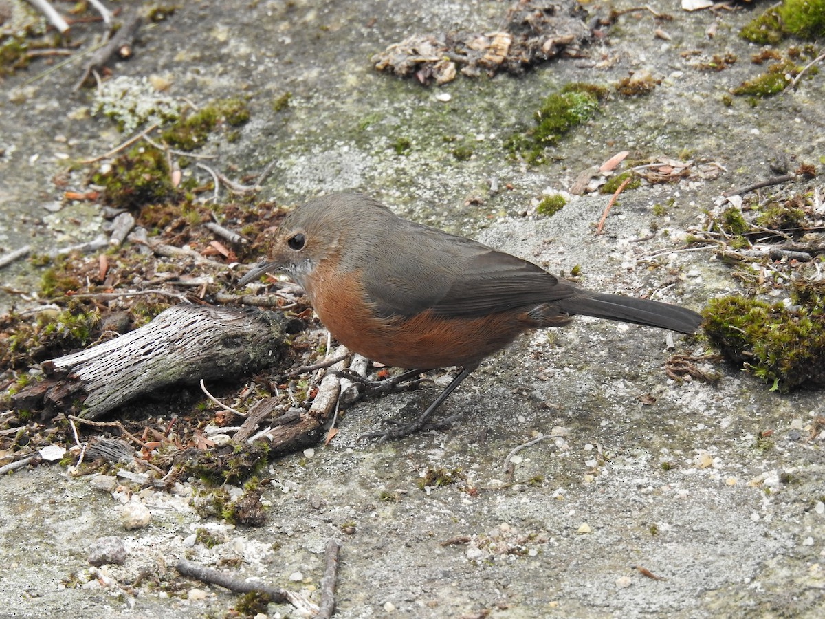 Rockwarbler - Jamie B