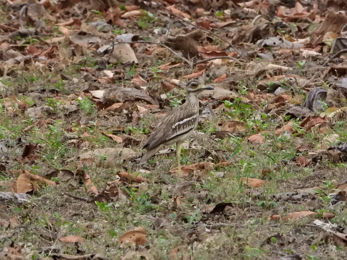 Indian Thick-knee - ML564377151
