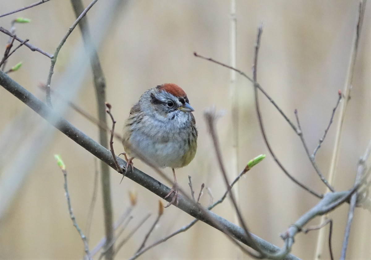 Chipping Sparrow - ML564377461