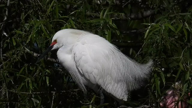 Snowy Egret - ML564377621