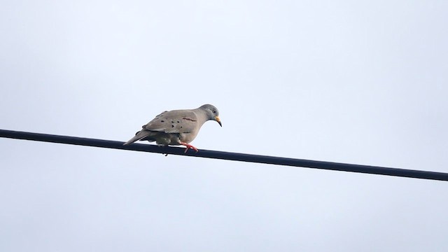 Croaking Ground Dove - ML564377741