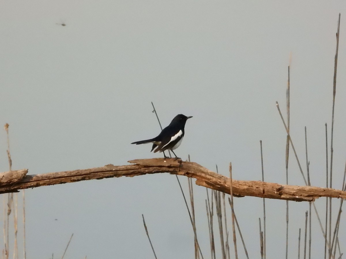 Oriental Magpie-Robin - ML564377911